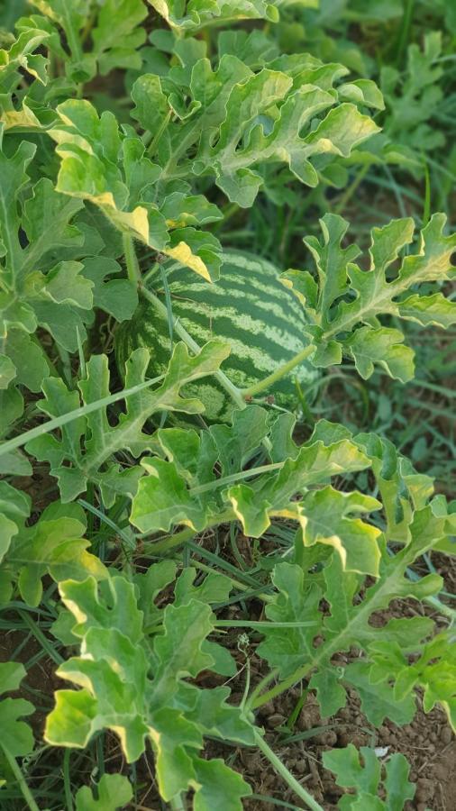 Azienda Agricola I Peperoncini Alghero Bagian luar foto