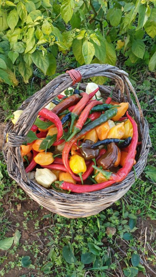 Azienda Agricola I Peperoncini Alghero Bagian luar foto