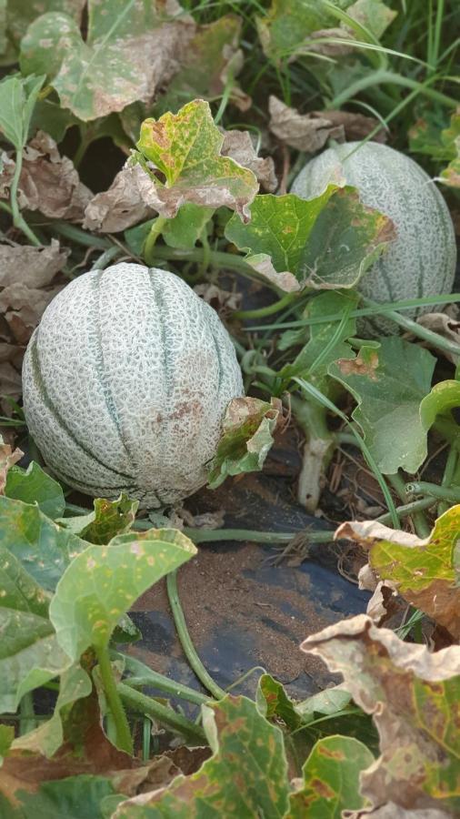Azienda Agricola I Peperoncini Alghero Bagian luar foto