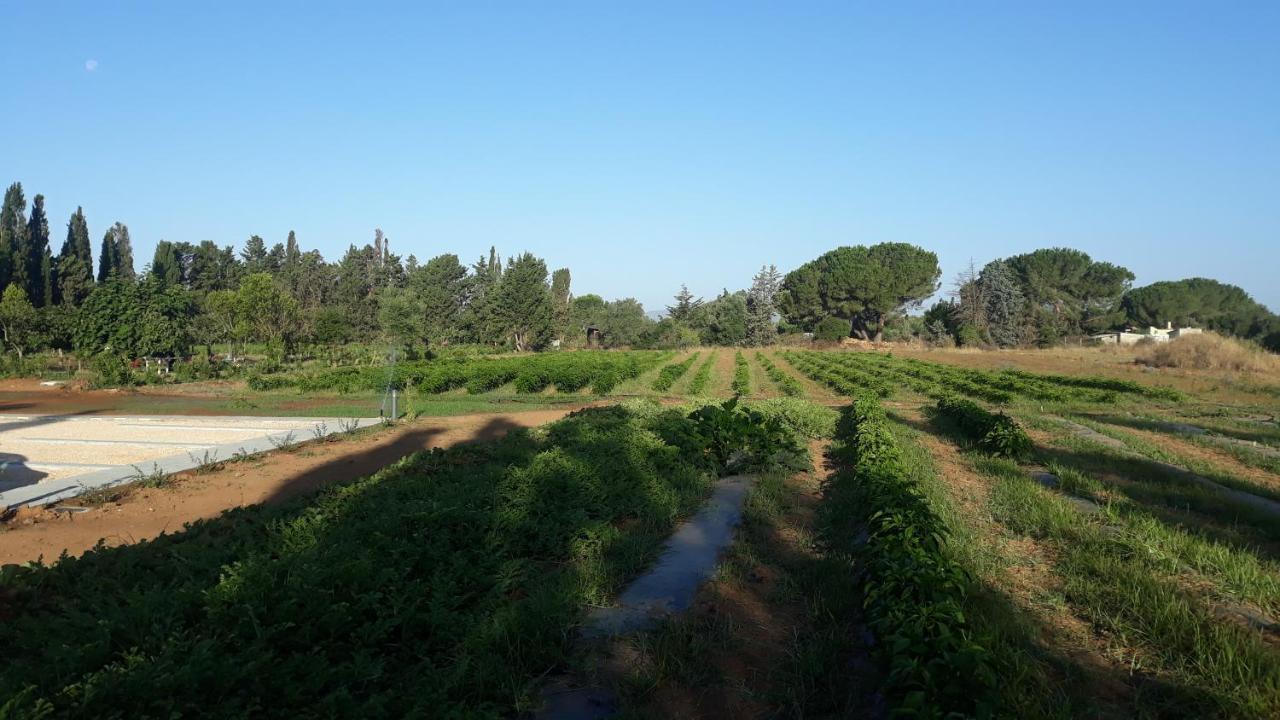 Azienda Agricola I Peperoncini Alghero Bagian luar foto